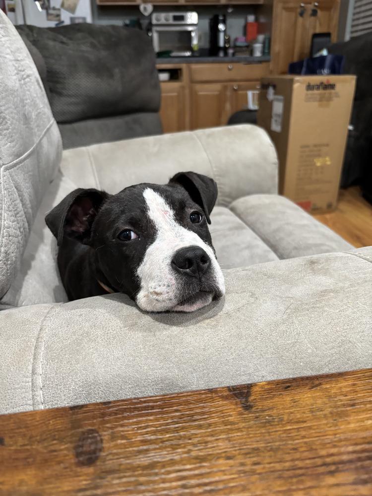 Enlarge Noah, a Adoptable mixed breed in Yardley, PA image 3/6