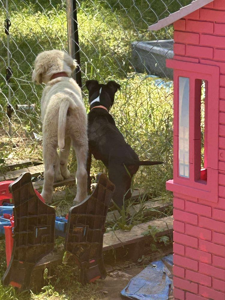 Enlarge Noah, a Adoptable mixed breed in Yardley, PA image 4/6