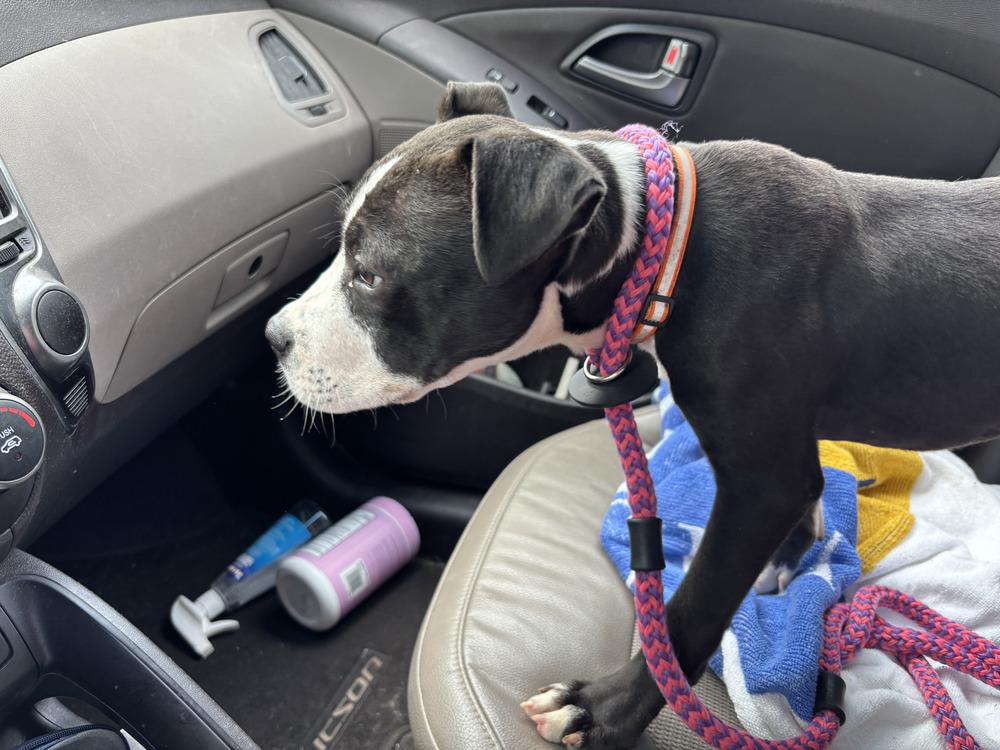 Enlarge Noah, a Adoptable mixed breed in Yardley, PA image 5/6