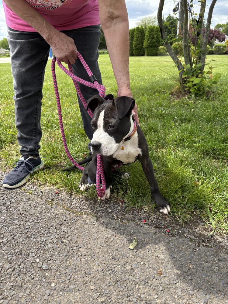 Enlarge Noah, a Adoptable mixed breed in Yardley, PA image 6/6