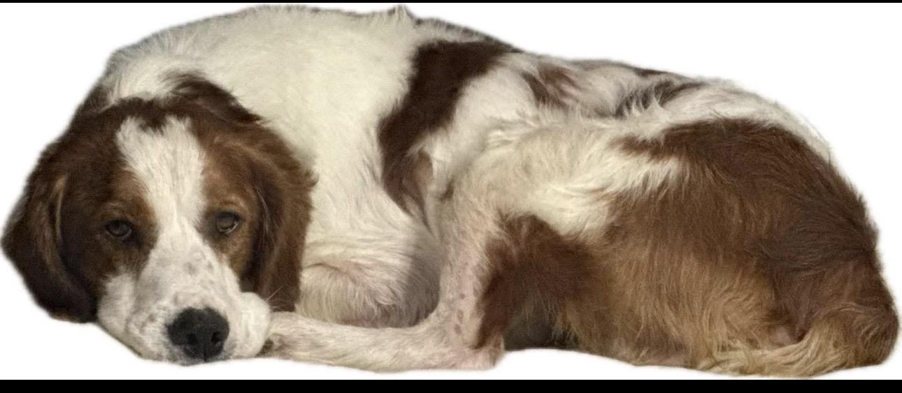 Enlarge Tripp, a ADOPTABLE Brittany Spaniel in Kutztown, PA image 2/2