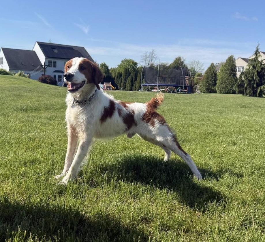 Enlarge Tripp, a ADOPTABLE Brittany Spaniel in Kutztown, PA image 1/2