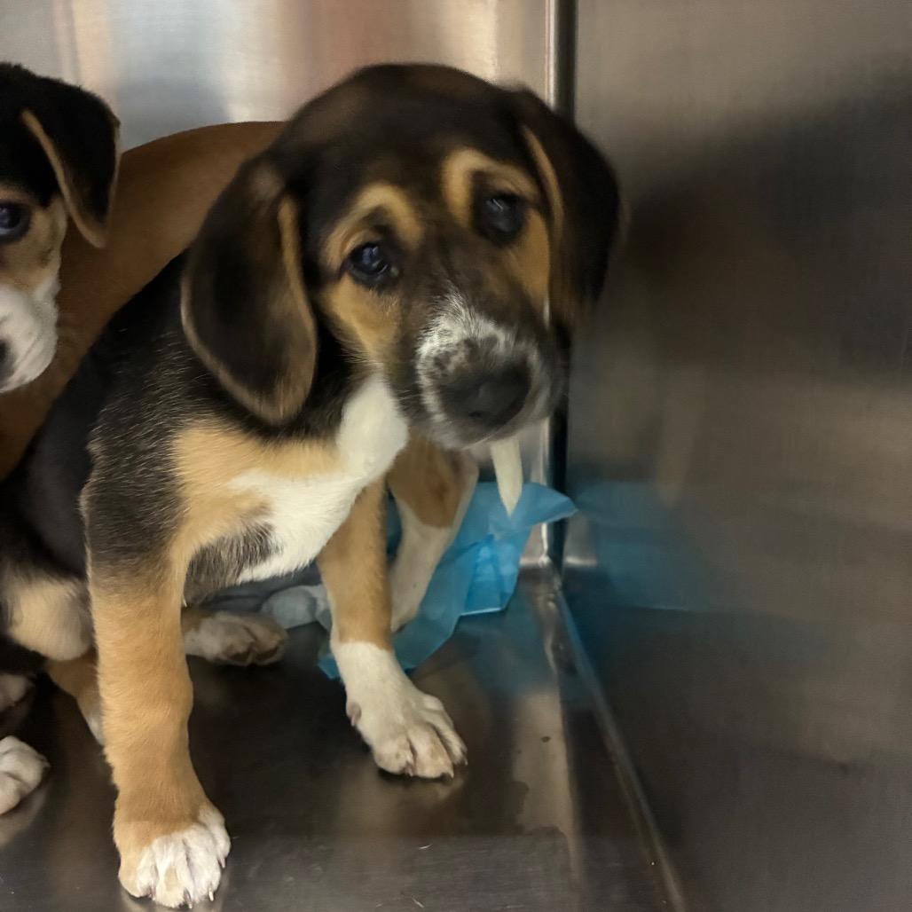 Jelle, Adoptable, Puppy Female Mixed Breed.