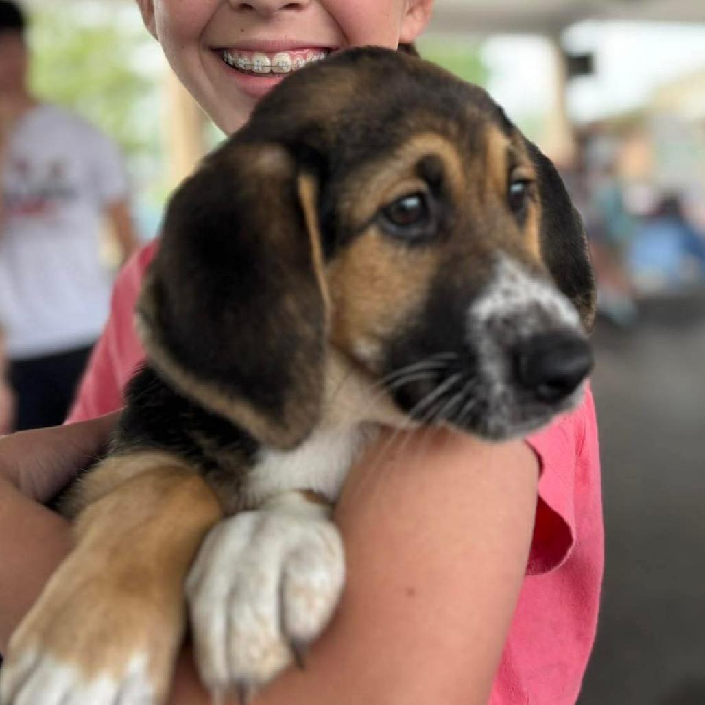 Enlarge Jelle, a Adoptable Mixed Breed in Corbin, KY image 2/4
