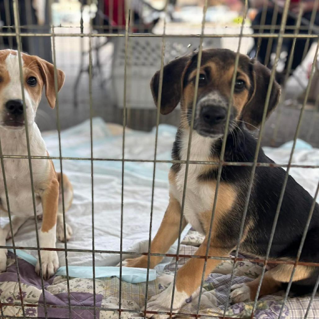 Enlarge Jelle, a Adoptable Mixed Breed in Corbin, KY image 3/4