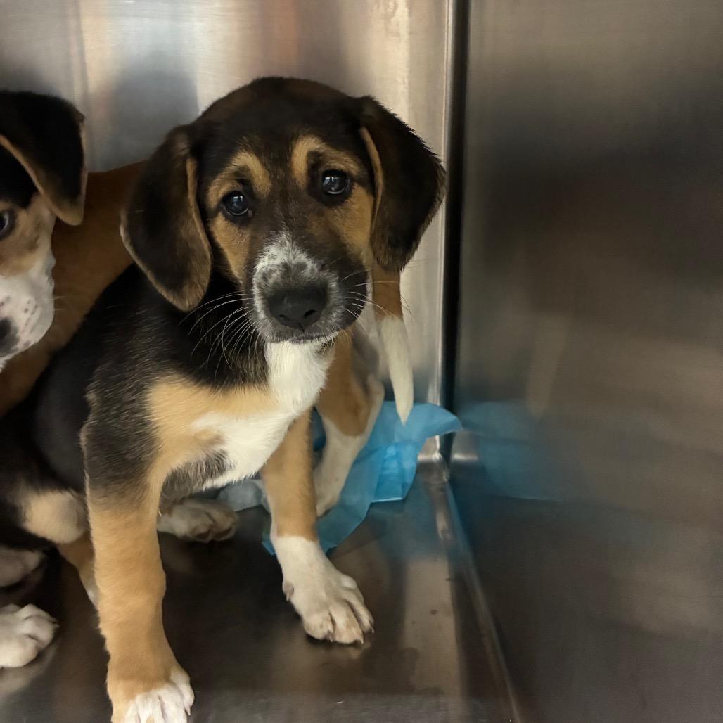 Enlarge Jelle, a Adoptable Mixed Breed in Corbin, KY image 4/4