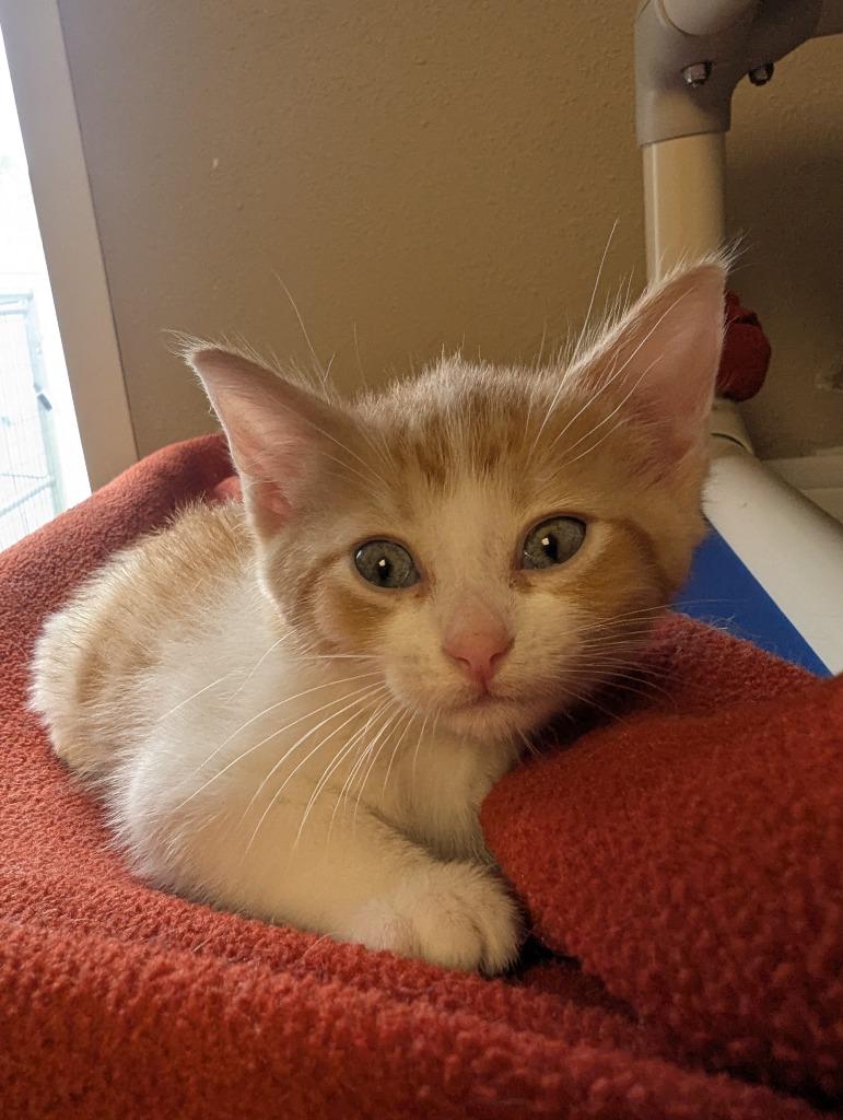 Sookie, Adopted, Kitten Female Domestic Short Hair.