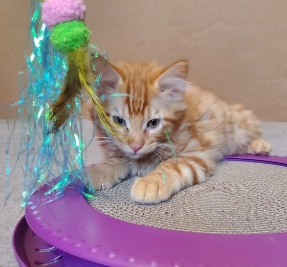 Mufasa, a Adoptable Domestic Medium Hair in Merced, CA image 1/5