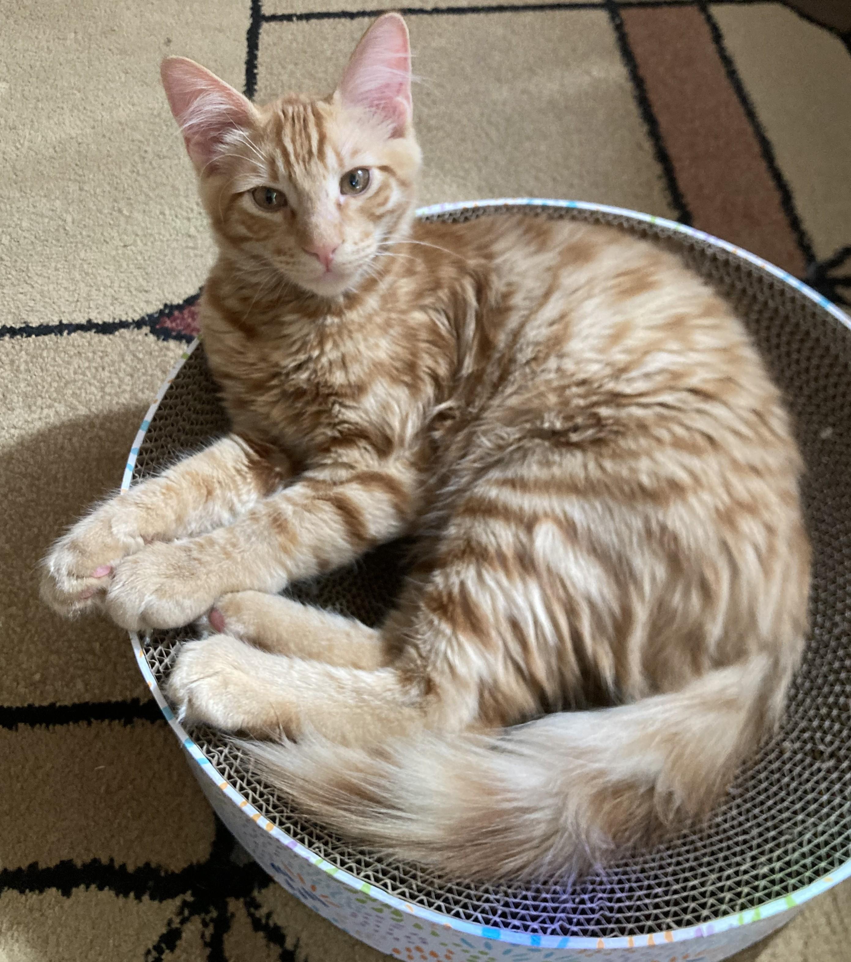 Mufasa, a Adoptable Domestic Medium Hair in Merced, CA image 2/5