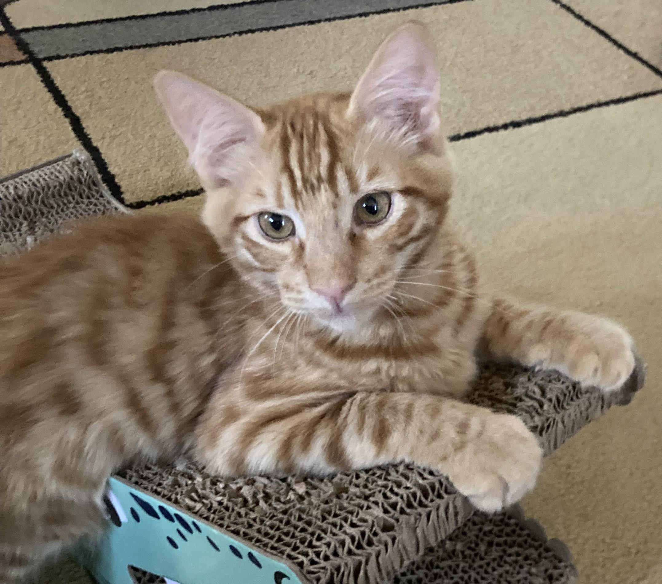 Mufasa, a Adoptable Domestic Medium Hair in Merced, CA image 5/5