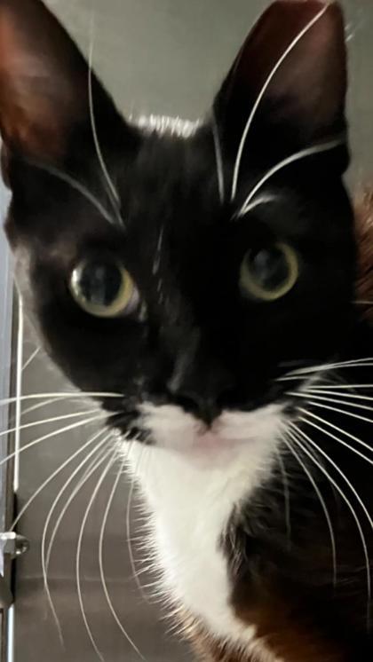 Moon Pie, Adoptable, Adult Female Domestic Short Hair & Domestic Short Hair.