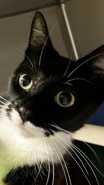 Moon Pie, a Adoptable mixed breed in Venice, FL image 2/2