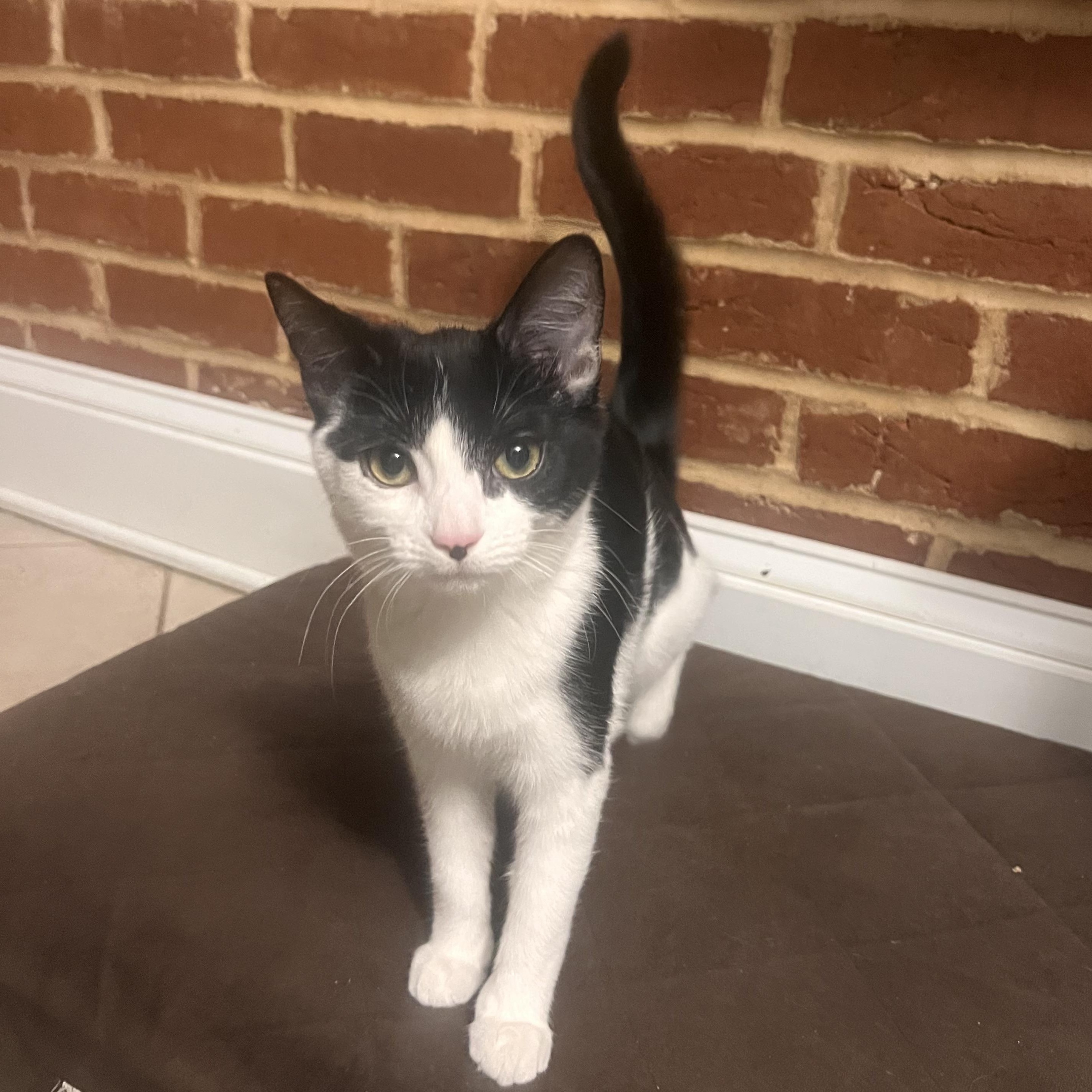 Enlarge Penguin & Miranda (bonded pair), a Adoptable Domestic Short Hair in Alexandria, VA image 4/6