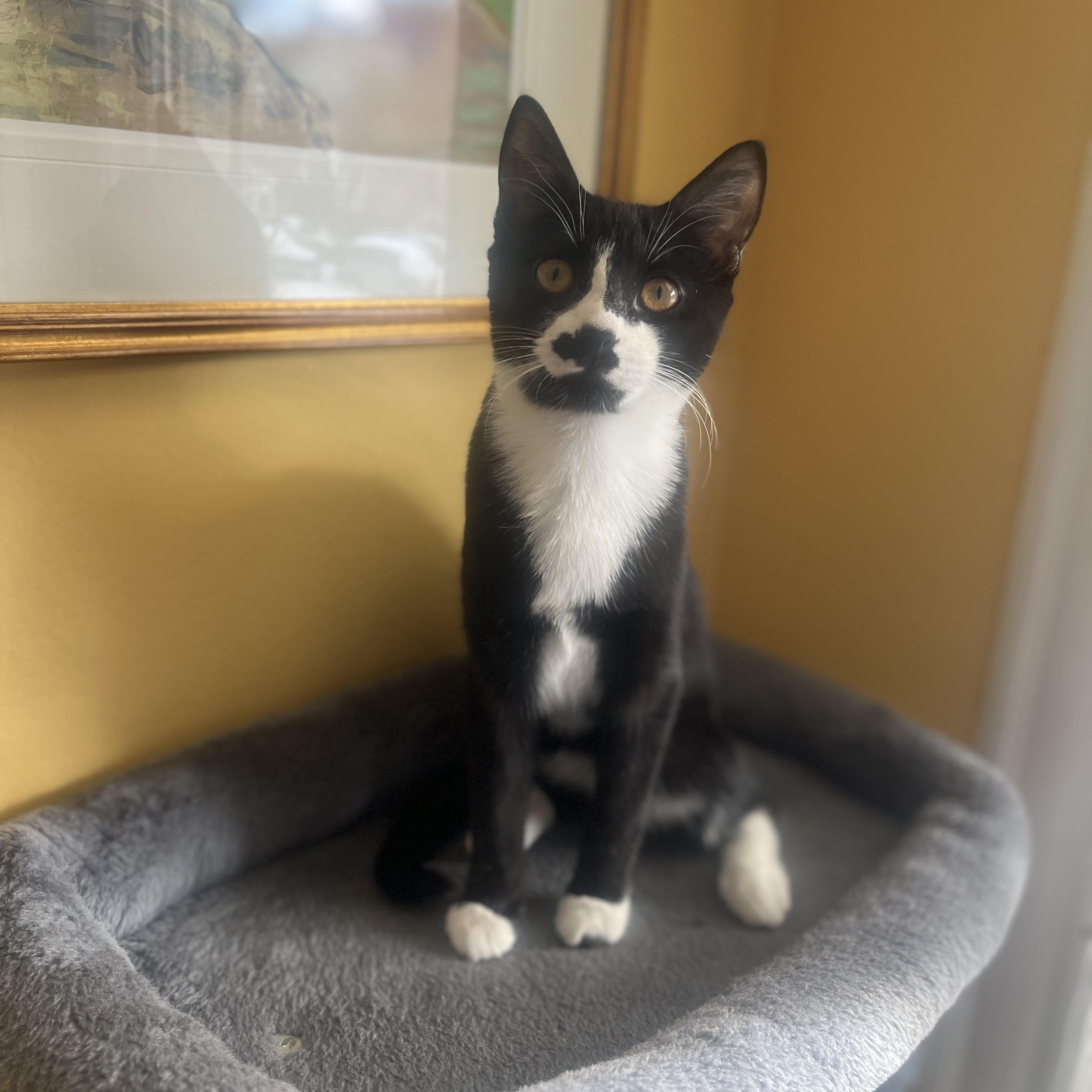 Enlarge Penguin & Miranda (bonded pair), a Adoptable Domestic Short Hair in Alexandria, VA image 5/6