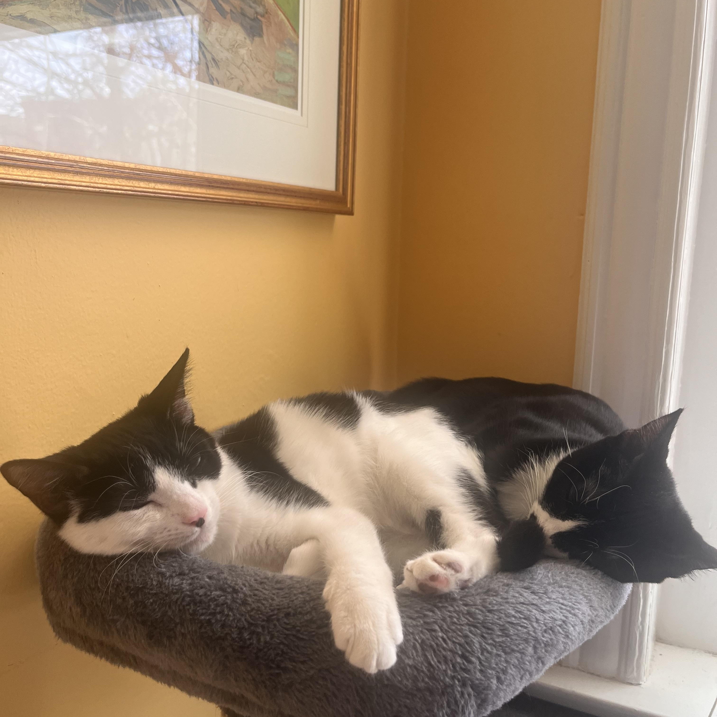 Enlarge Penguin & Miranda (bonded pair), a Adoptable Domestic Short Hair in Alexandria, VA image 3/6
