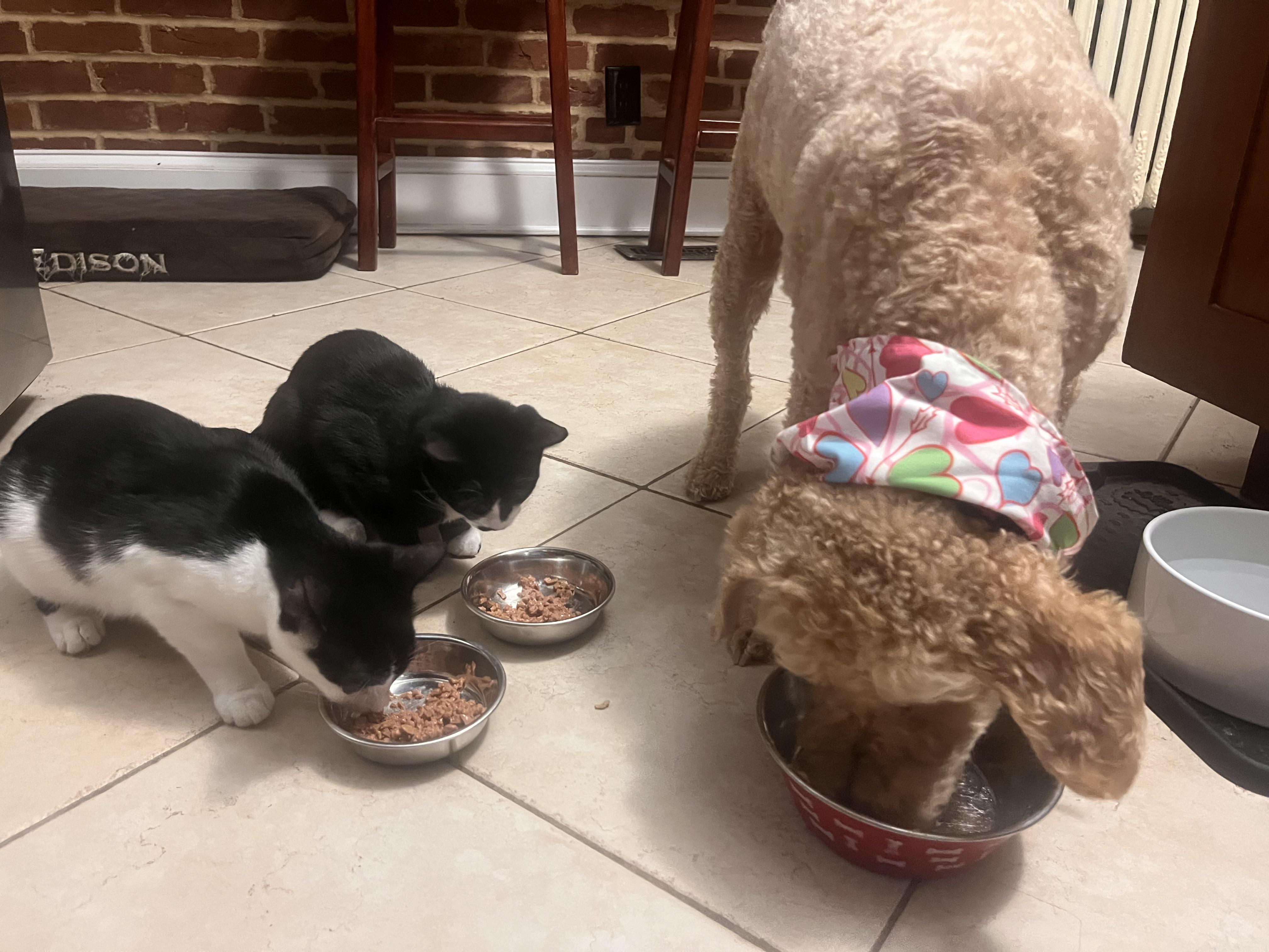 Enlarge Penguin & Miranda (bonded pair), a Adoptable Domestic Short Hair in Alexandria, VA image 6/6