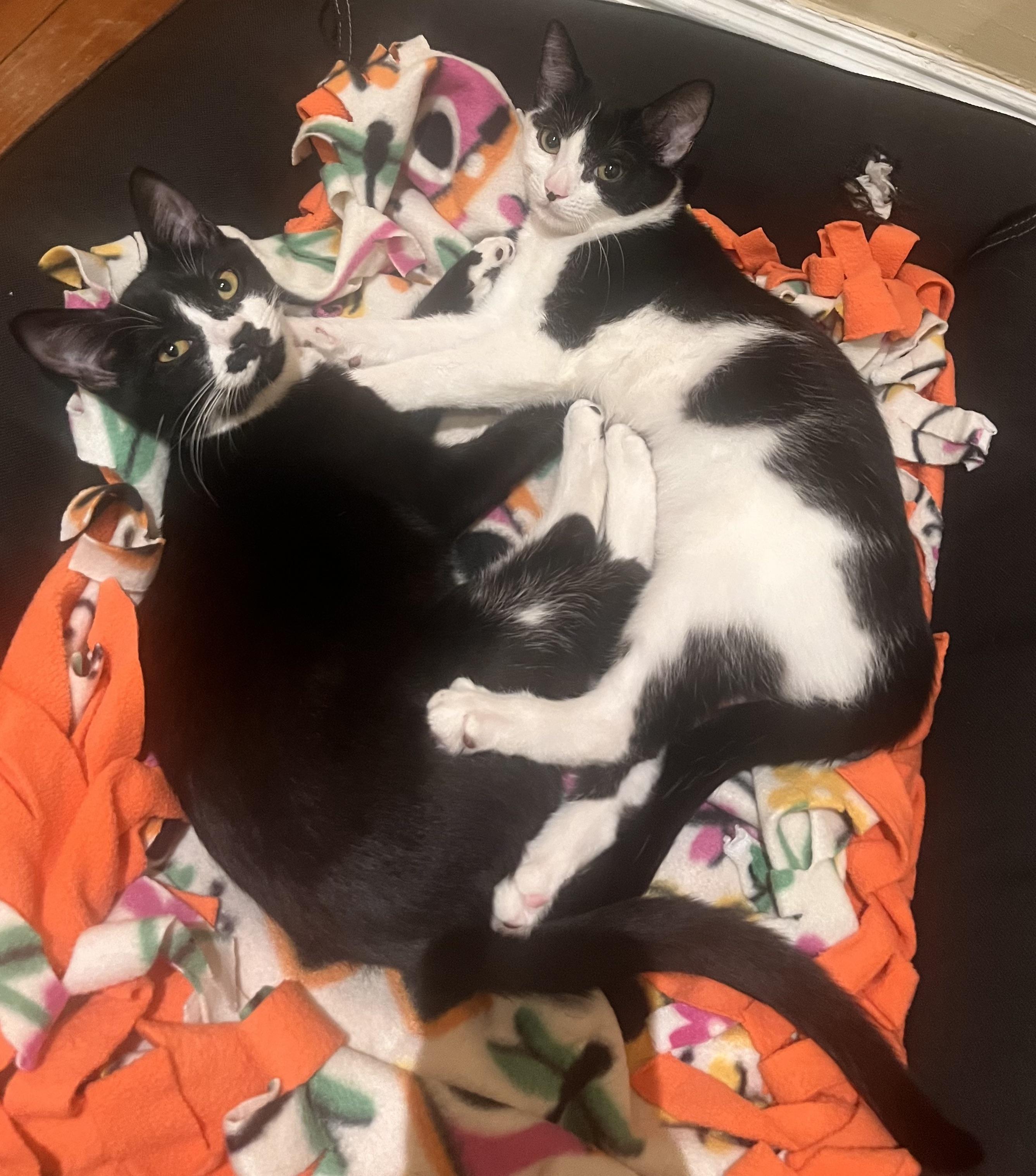 Enlarge Penguin & Miranda (bonded pair), a Adoptable Domestic Short Hair in Alexandria, VA image 2/6
