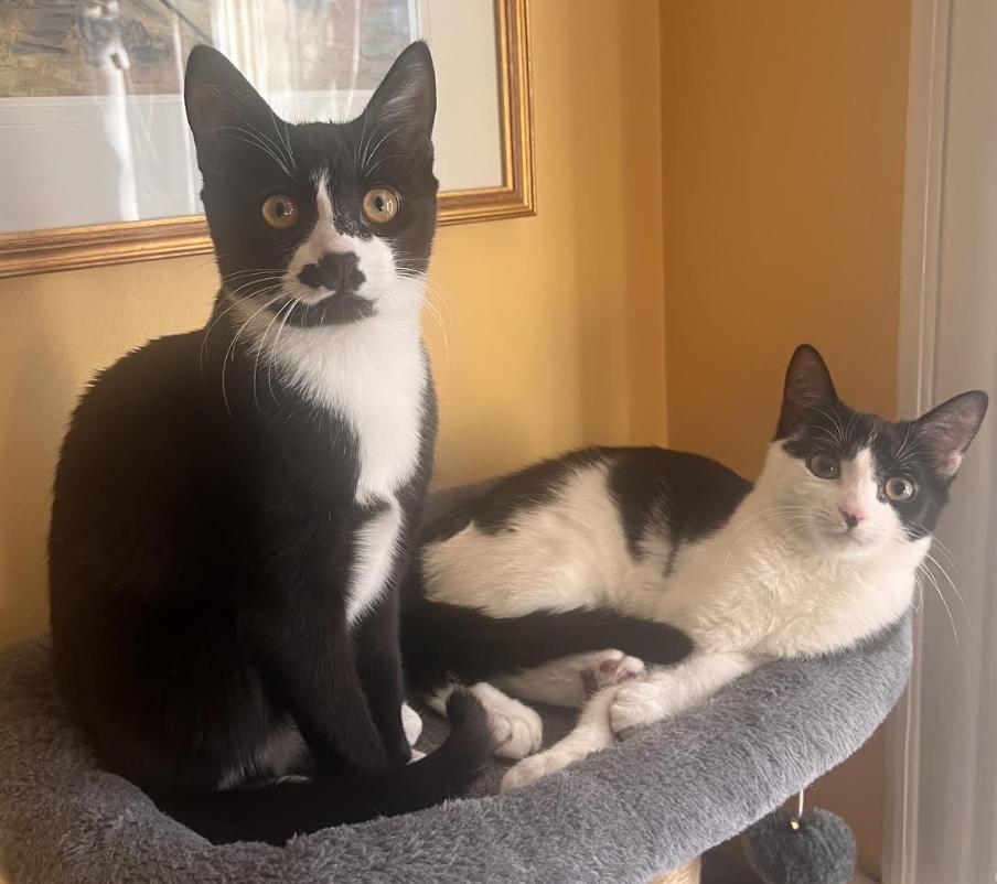 Enlarge Penguin & Miranda (bonded pair), a Adoptable Domestic Short Hair in Alexandria, VA image 1/6
