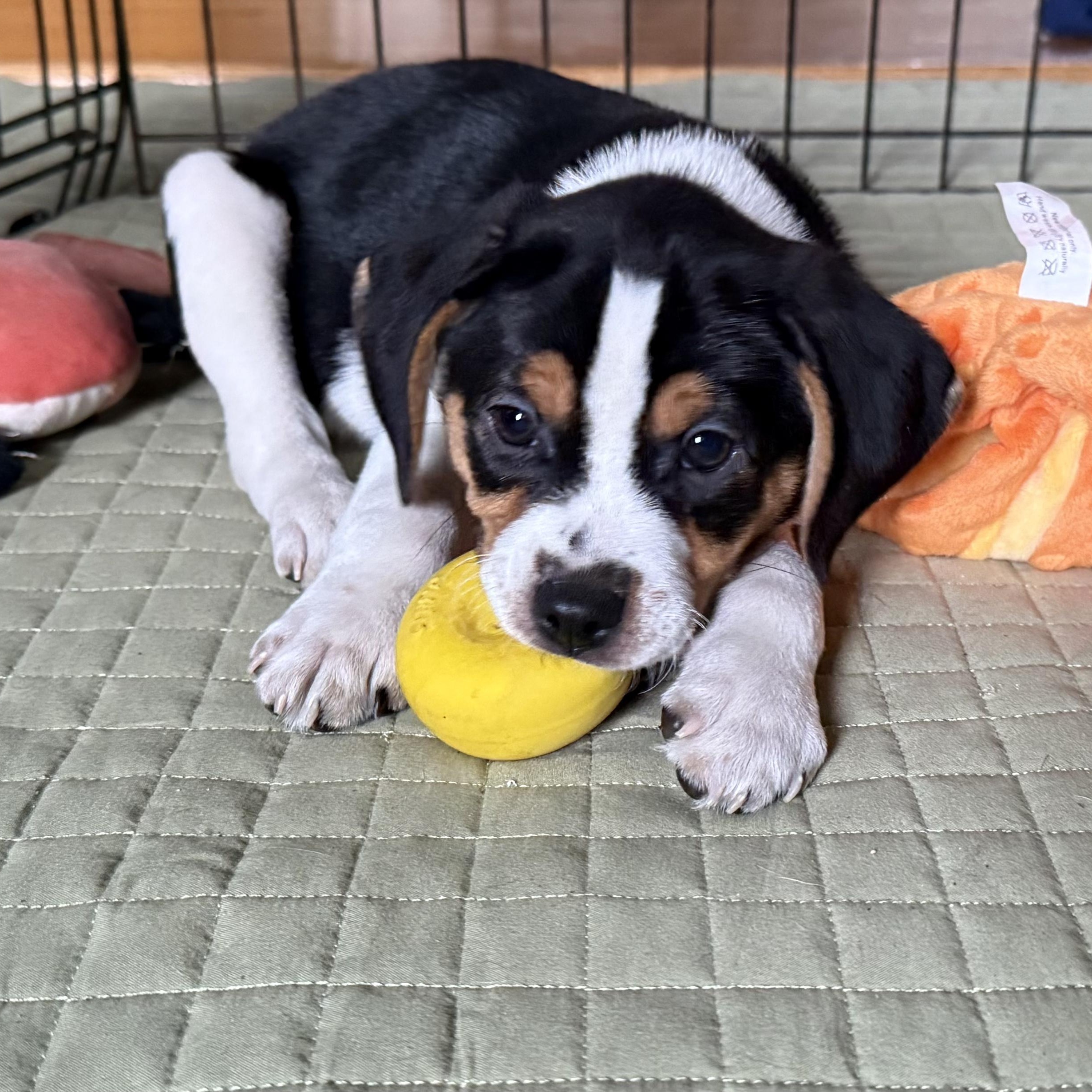 Enlarge KEEGAN - Local, a ADOPTABLE mixed breed in Warwick, RI image 4/5