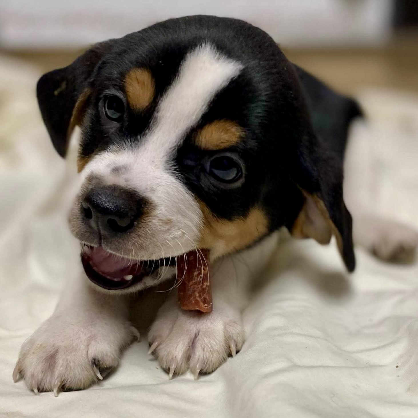 Enlarge TAJ, a ADOPTABLE mixed breed in Warwick, RI image 2/2