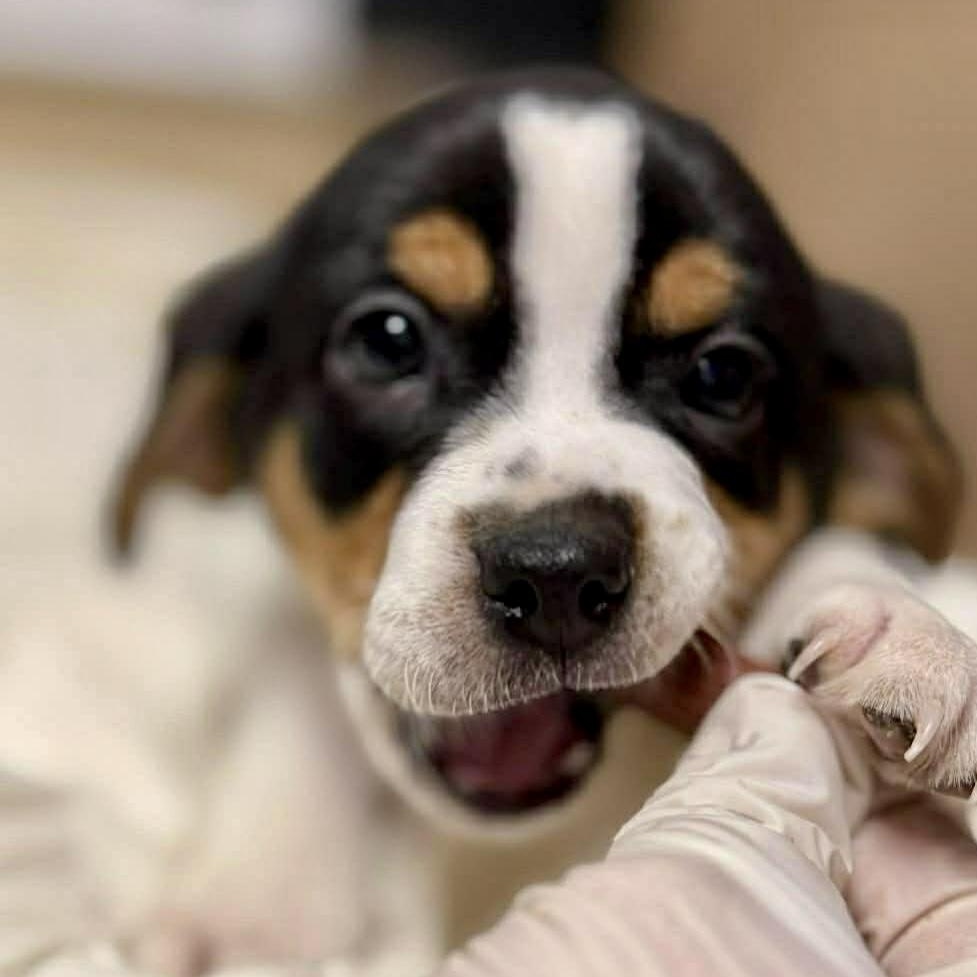 Enlarge KEEGAN - Local, a ADOPTABLE mixed breed in Warwick, RI image 3/5