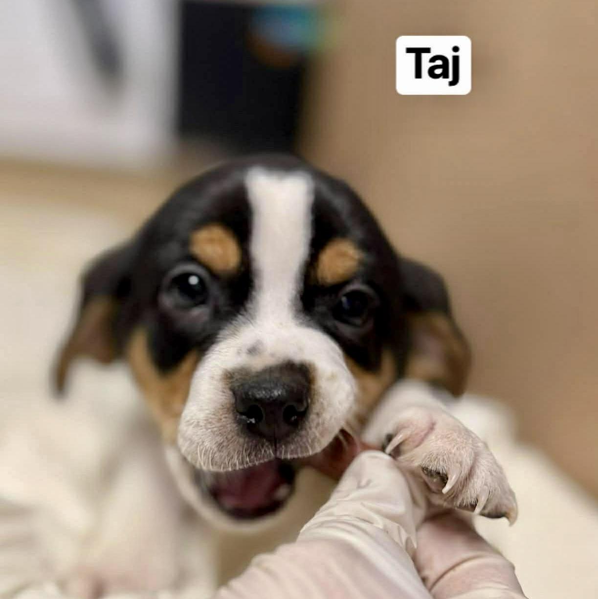 Enlarge TAJ, a ADOPTABLE mixed breed in Warwick, RI image 1/2