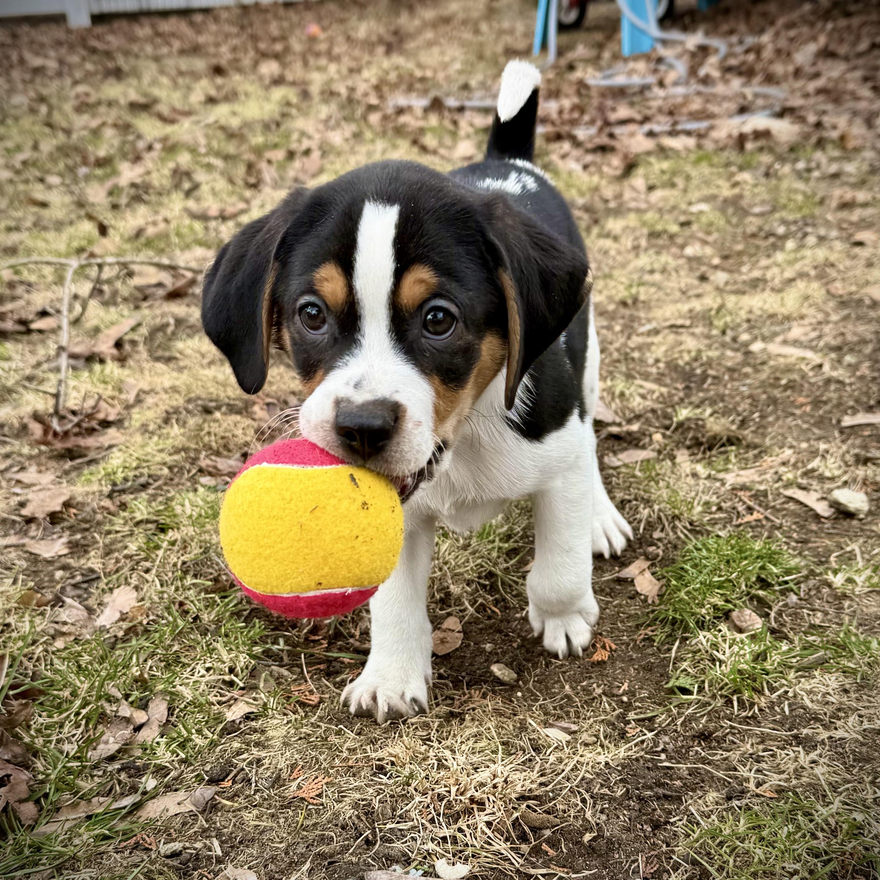 Enlarge KEEGAN - Local, a ADOPTABLE mixed breed in Warwick, RI image 2/5