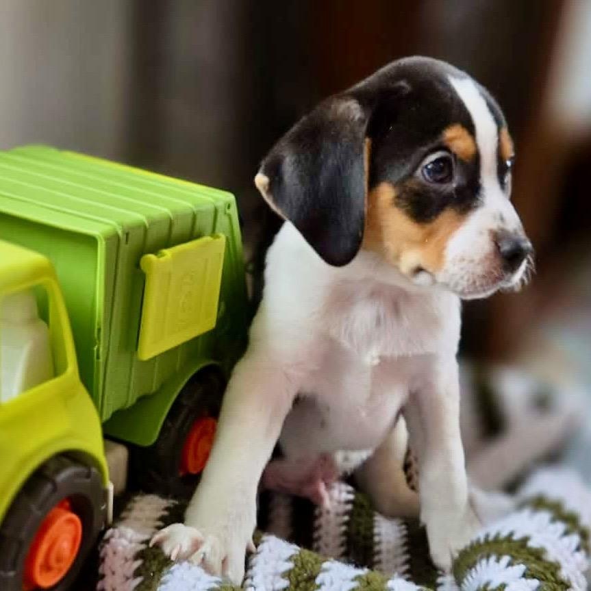 KEEGAN - Local, ADOPTABLE, Puppy Male Beagle.