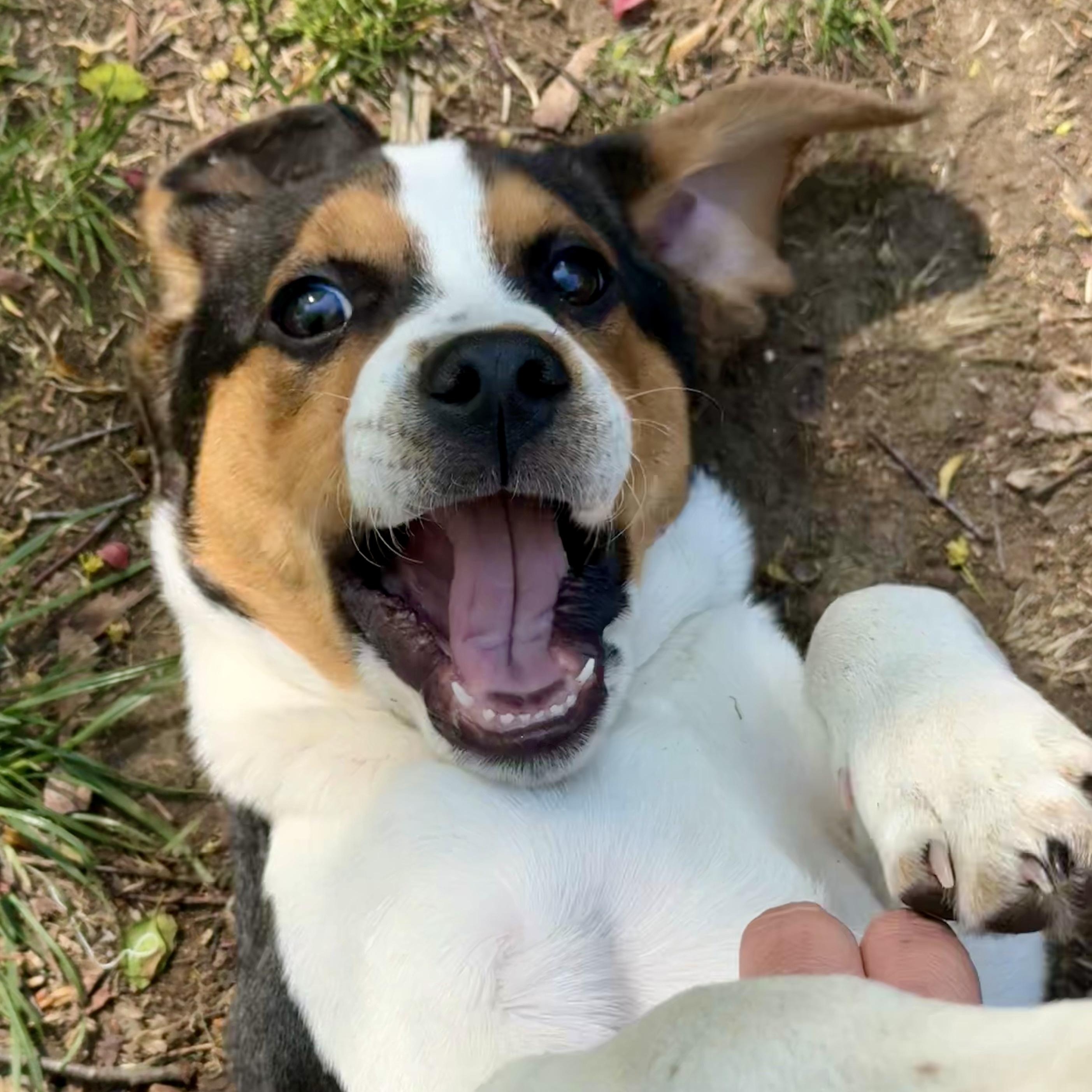 Enlarge KEEGAN - Local, a ADOPTABLE mixed breed in Warwick, RI image 3/6