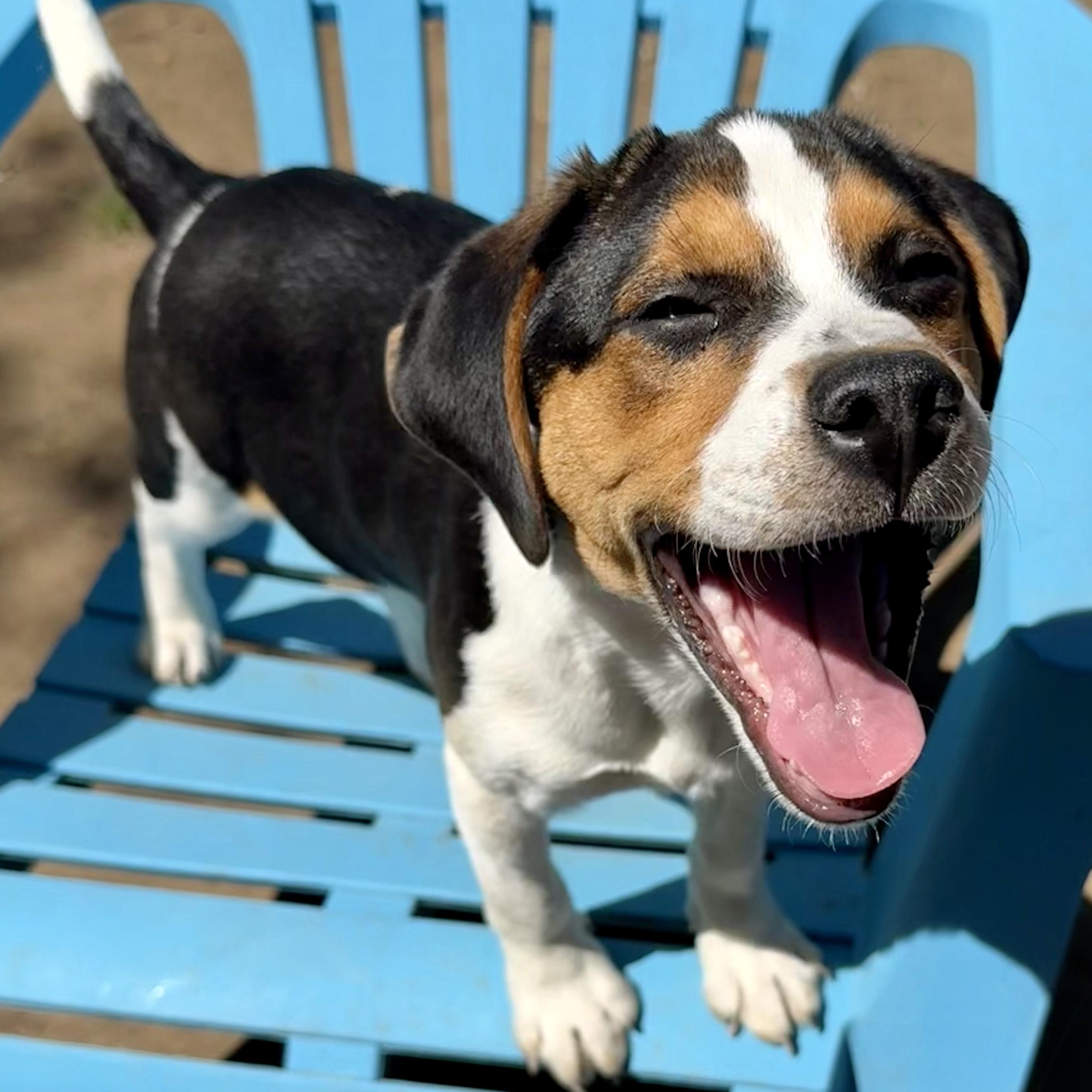 Enlarge KEEGAN - Local, a ADOPTABLE mixed breed in Warwick, RI image 2/6