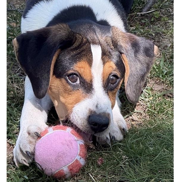 KEEGAN - Local, ADOPTABLE, Puppy Male Beagle.