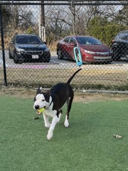 Rocky, Adoptable, Adult Male American Bulldog & Mixed Breed.