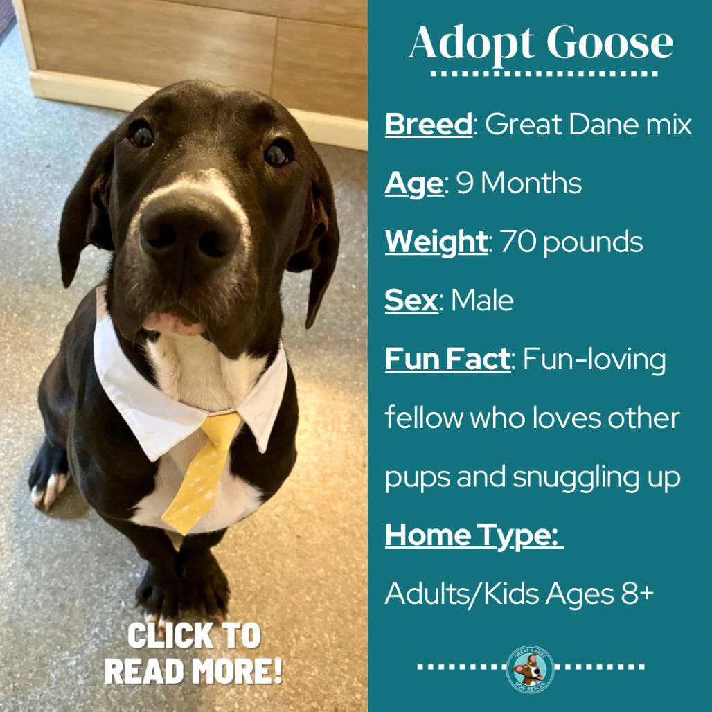 Goose, Adoptable, Young Male Great Dane & Mixed Breed.