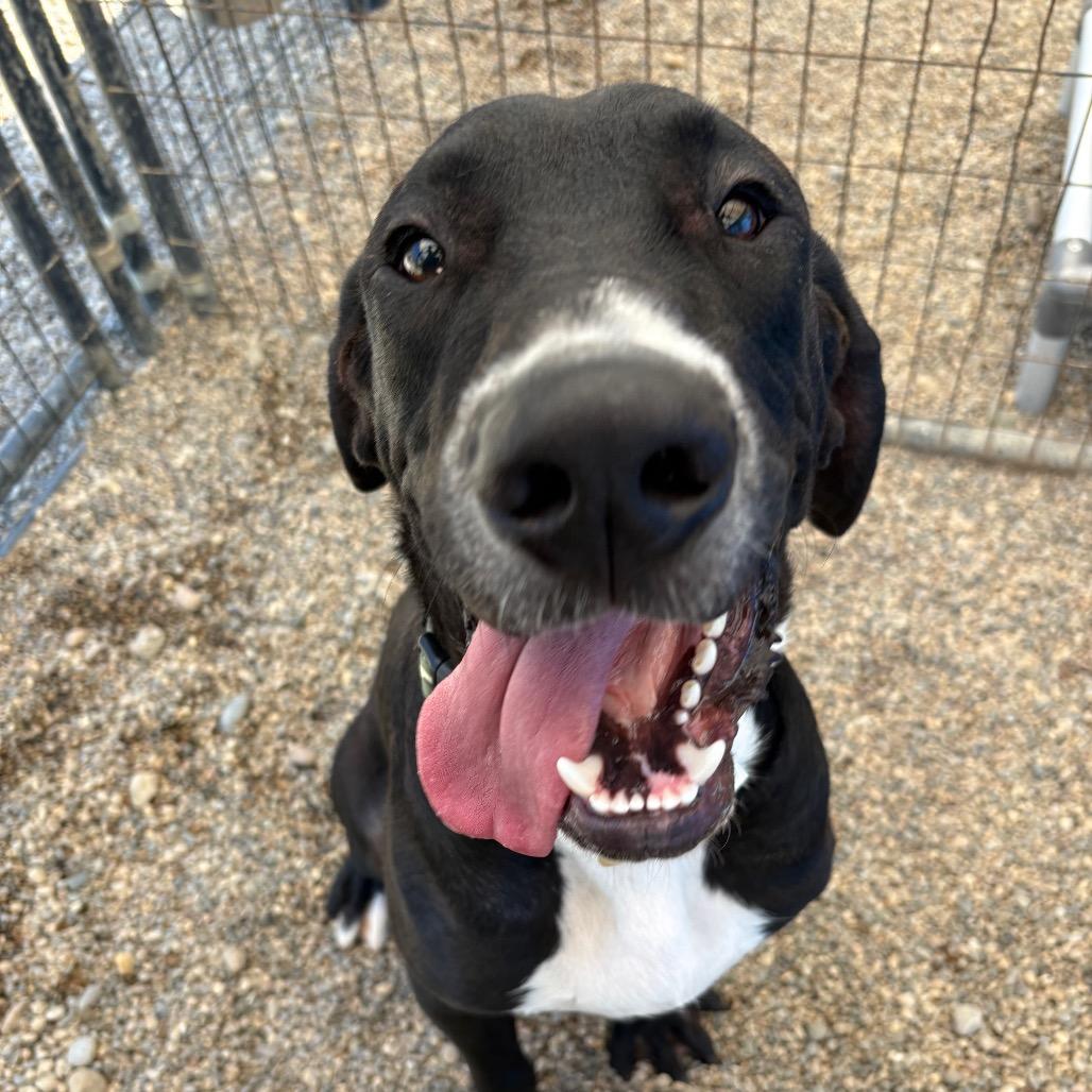 Enlarge Goose, a Adoptable mixed breed in Metamora, MI image 3/6