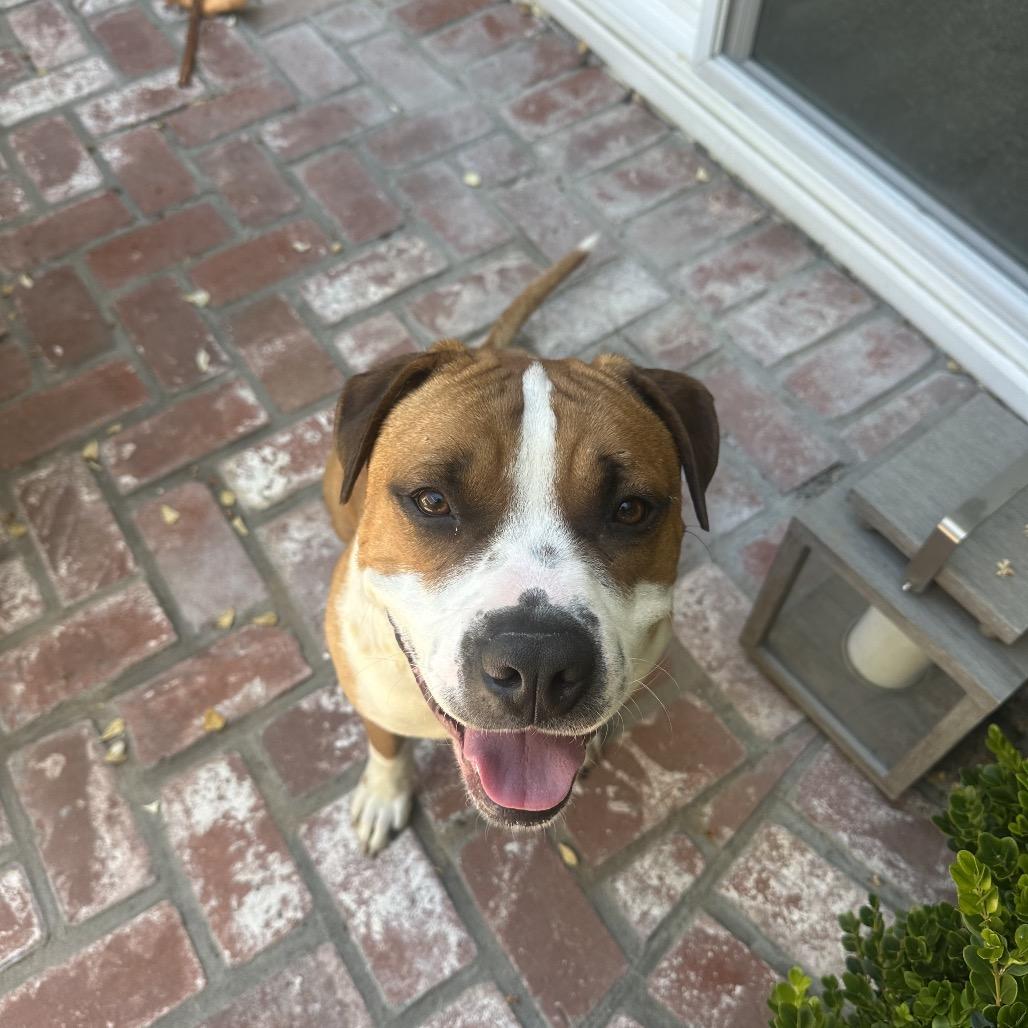 Enlarge Amigo, a Adoptable mixed breed in San Diego, CA image 1/2