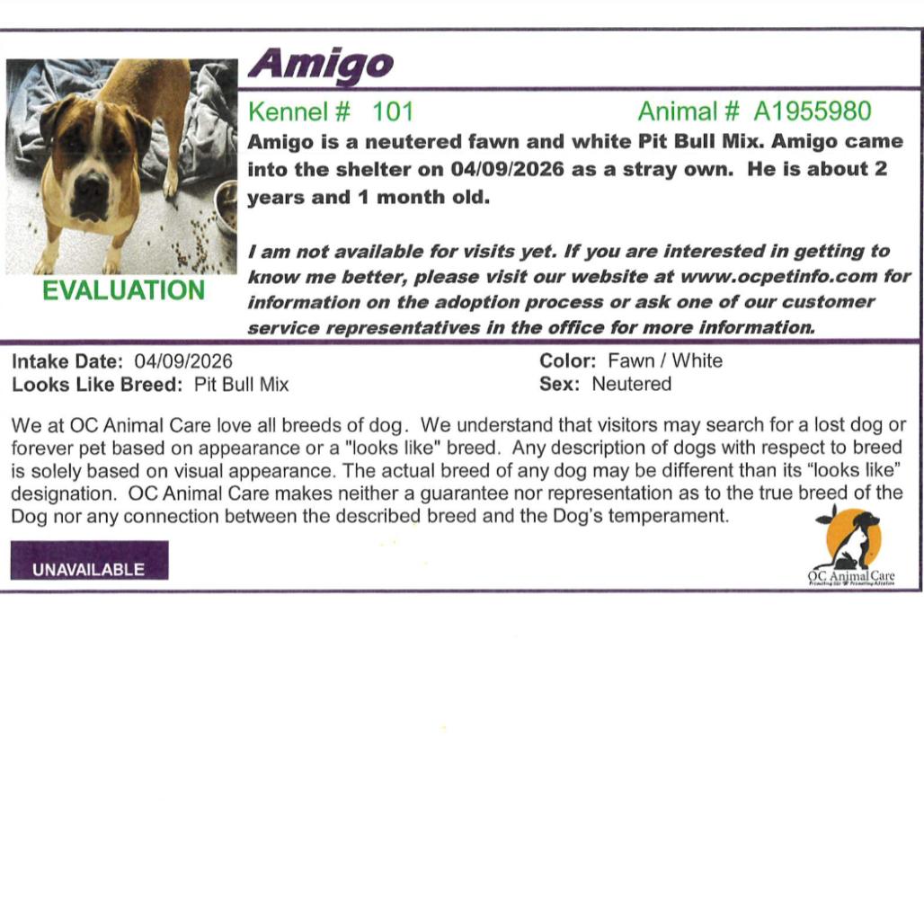 Enlarge Amigo, a Adoptable mixed breed in San Diego, CA image 2/2