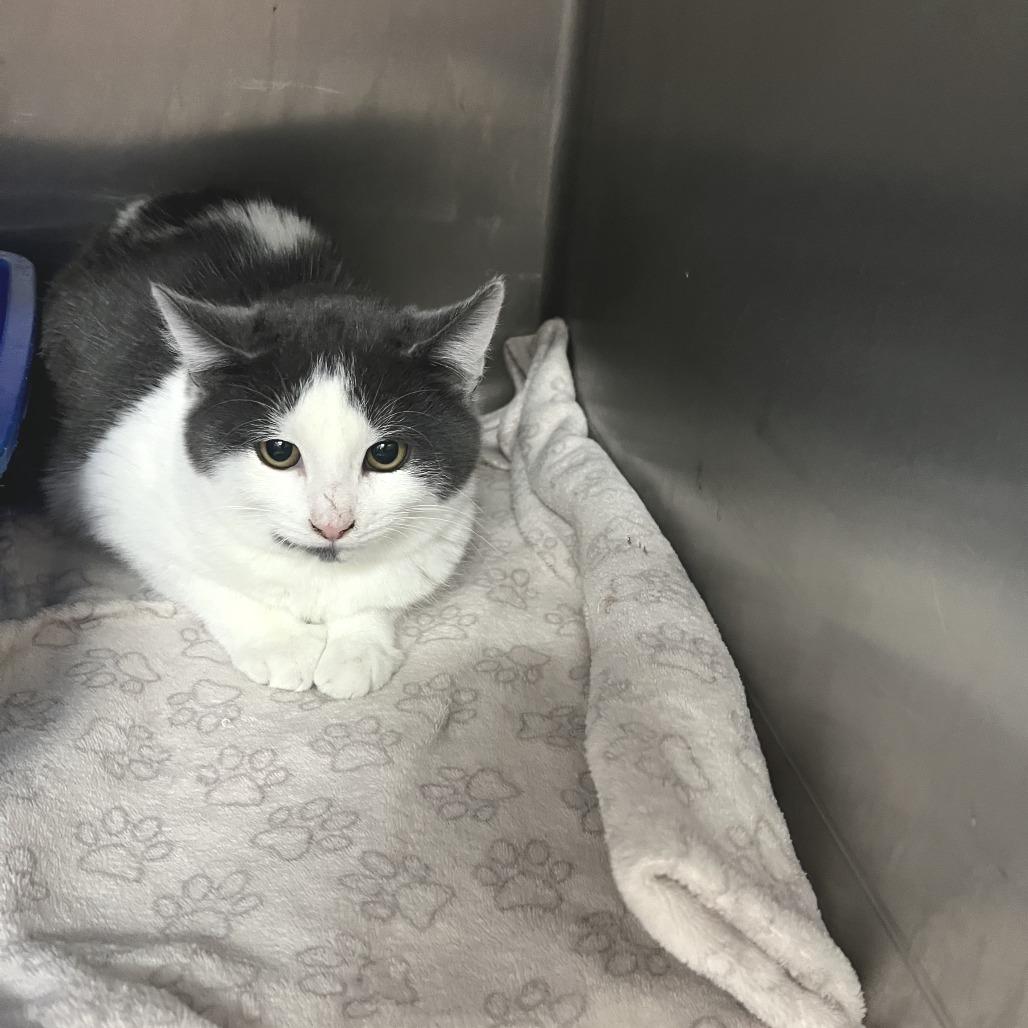 Jam, Adoptable, Kitten Male Domestic Short Hair.