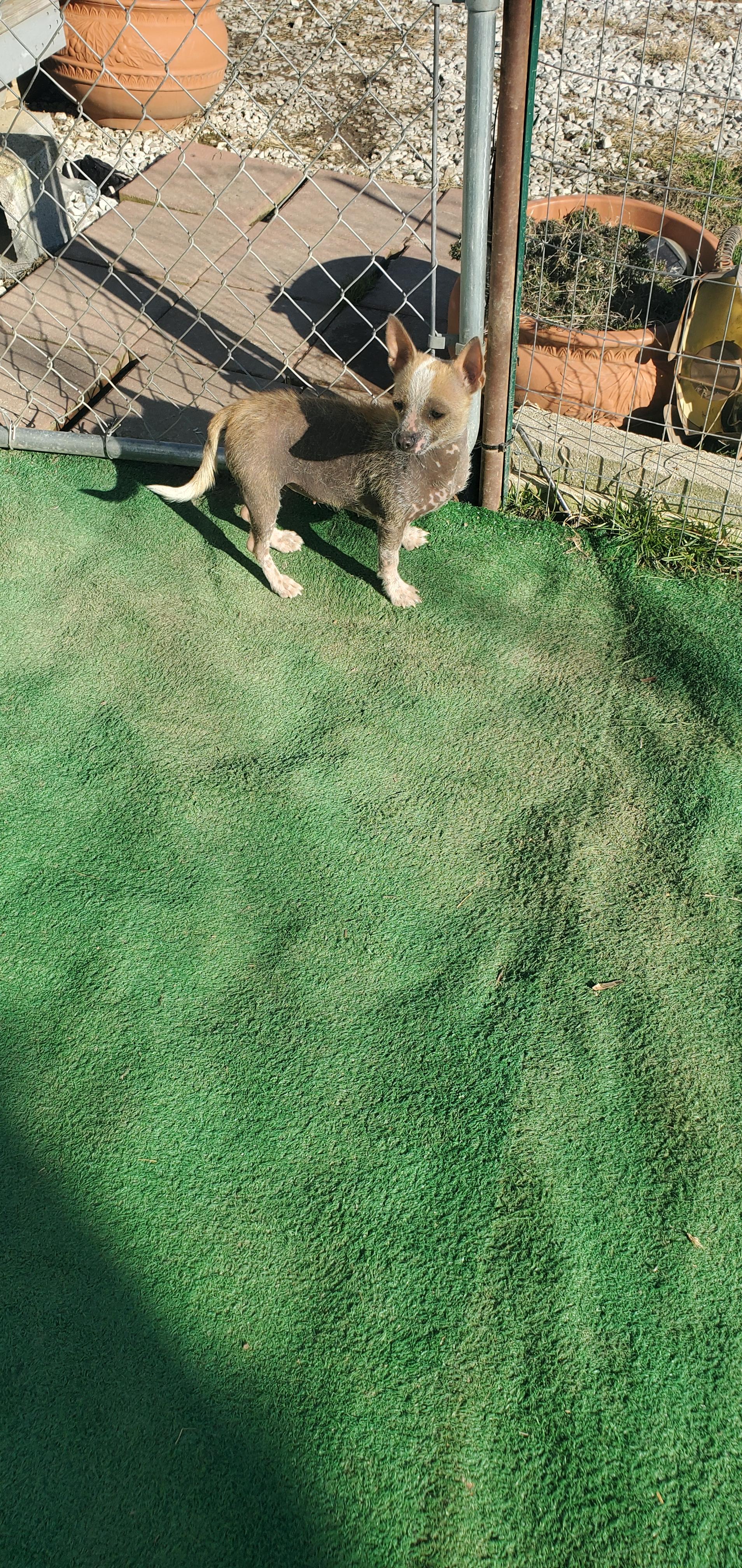 Piggie