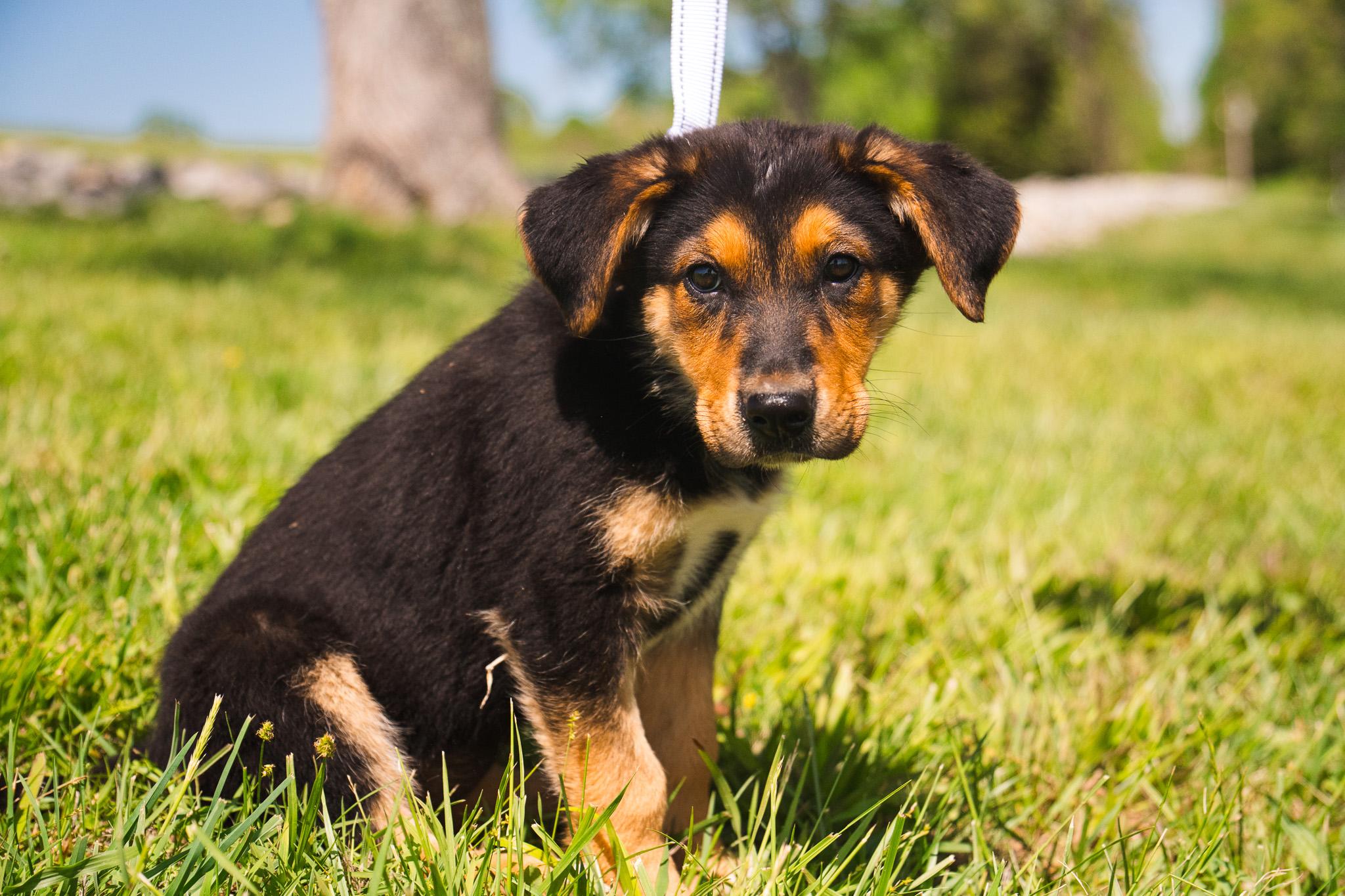 Shih Tzu Puppies Pet Finder Puppy Pet Adoption Near Me Dog For