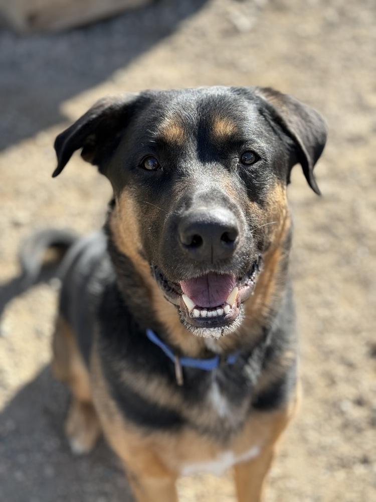 Enlarge Taz, a Adoptable mixed breed in Bemidji, MN image 1/2