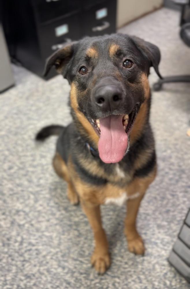 Enlarge Taz, a Adoptable mixed breed in Bemidji, MN image 2/2