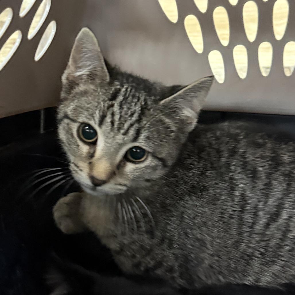 Enlarge Nick, a Adoptable Domestic Short Hair in Hattiesburg, MS image 1/1