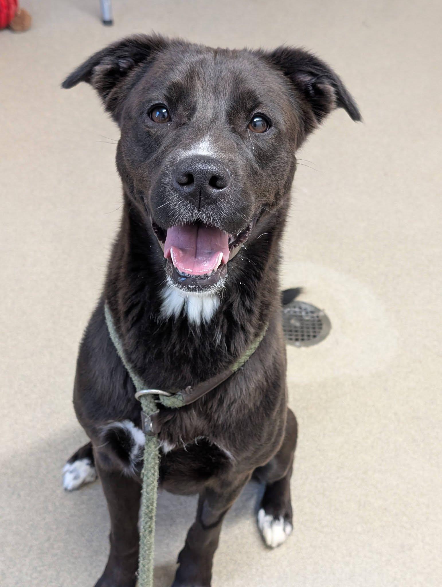 Enlarge Paisley, a ADOPTABLE mixed breed in Mount Vernon, OH image 2/2