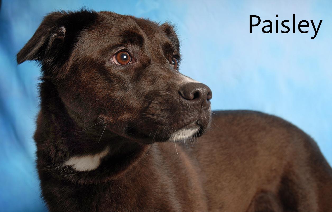 Paisley, ADOPTABLE, Adult Female Border Collie.