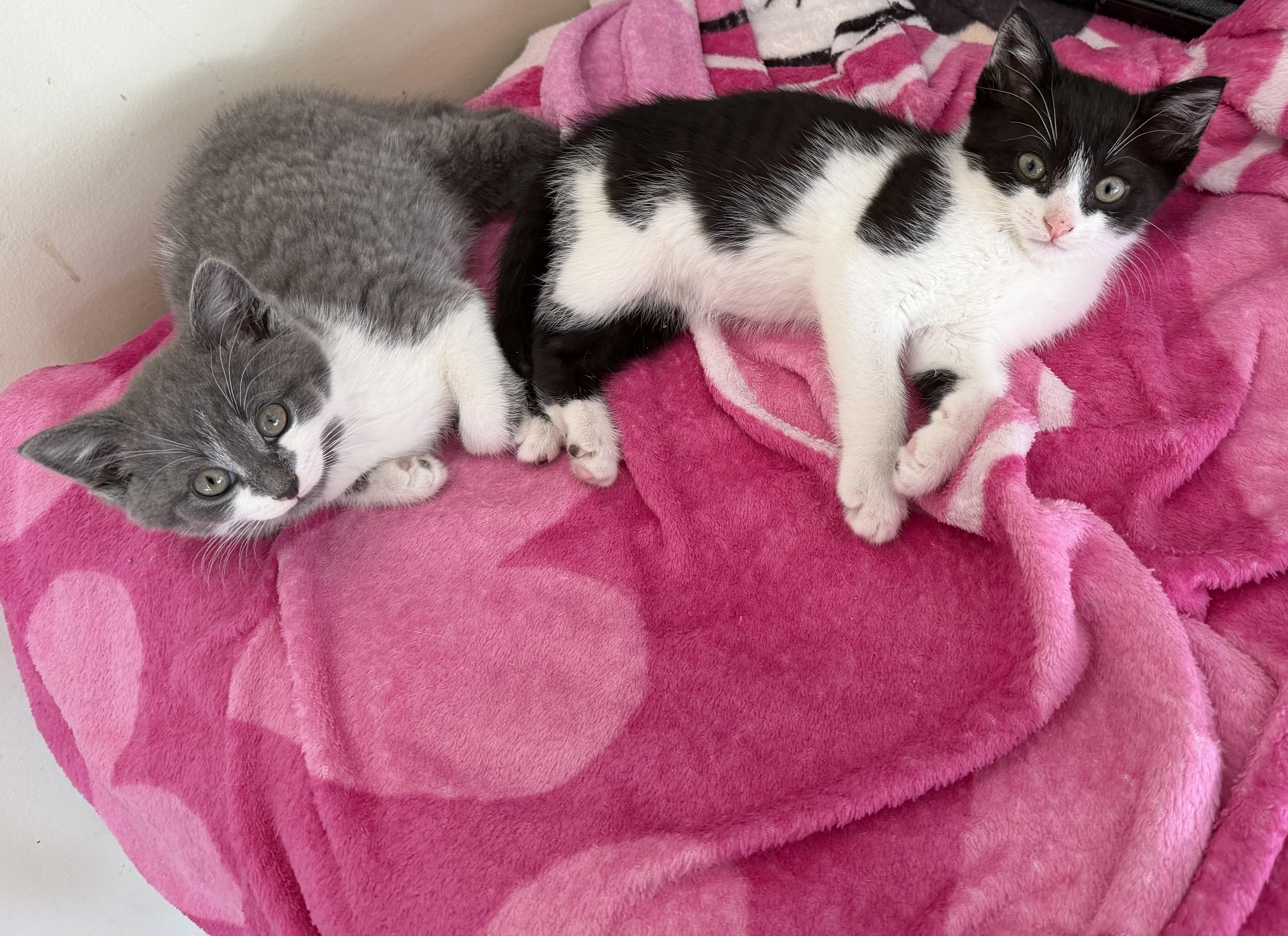 Harold, a ADOPTABLE Domestic Short Hair in Williamsville, NY image 3/3