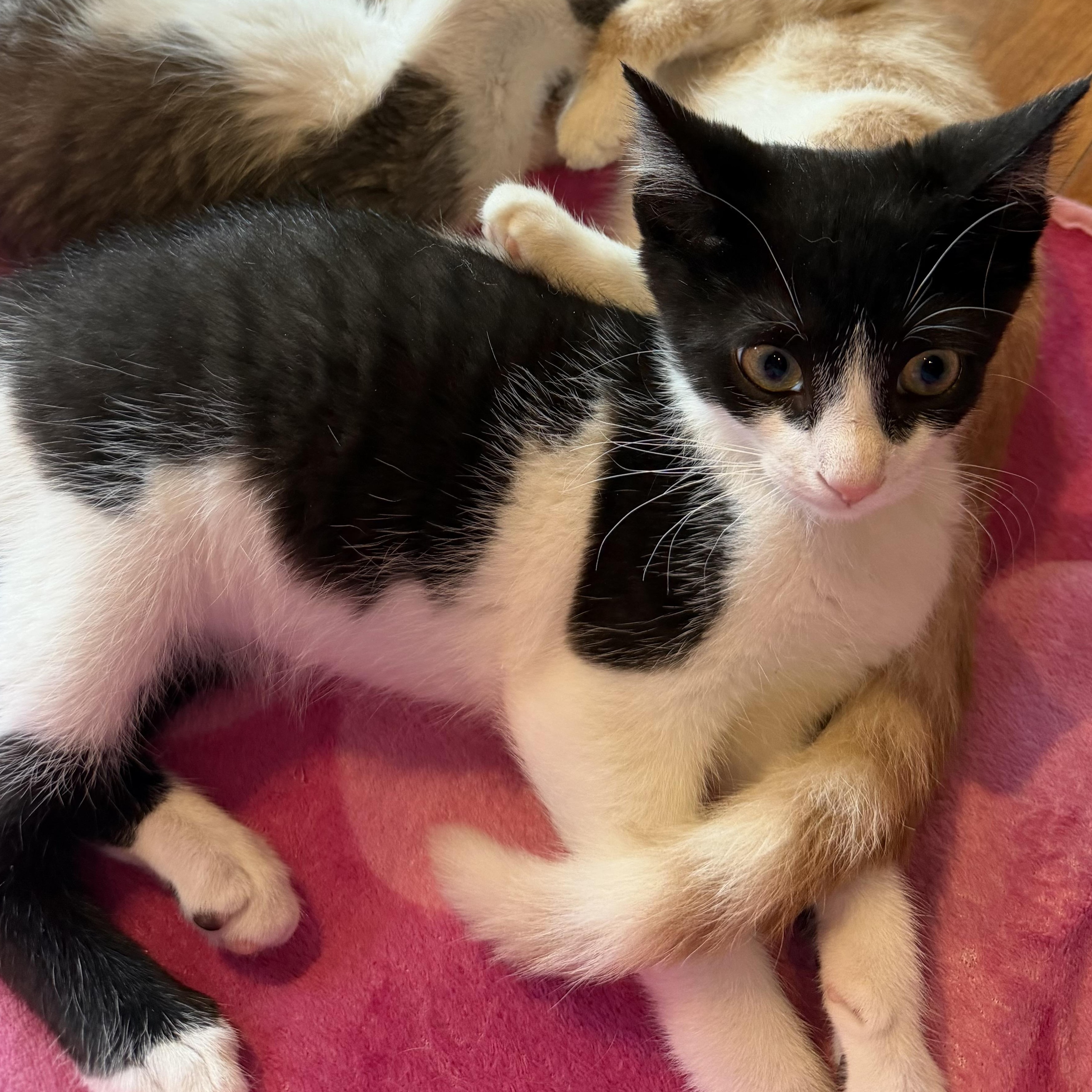 Harold, ADOPTABLE, Kitten Male Domestic Short Hair.