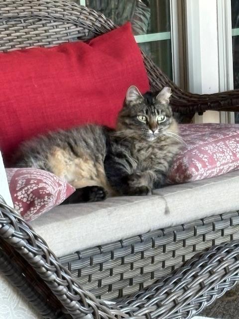 Enlarge Tiki Kitty, a Adoptable Domestic Long Hair in Crescent City, FL image 1/2