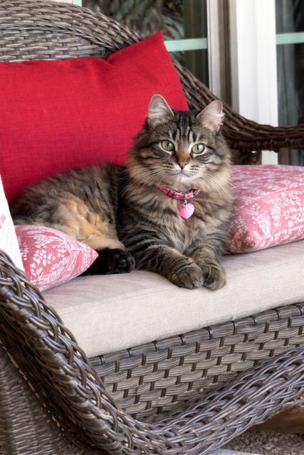 Enlarge Tiki Kitty, a Adoptable Domestic Long Hair in Crescent City, FL image 2/2