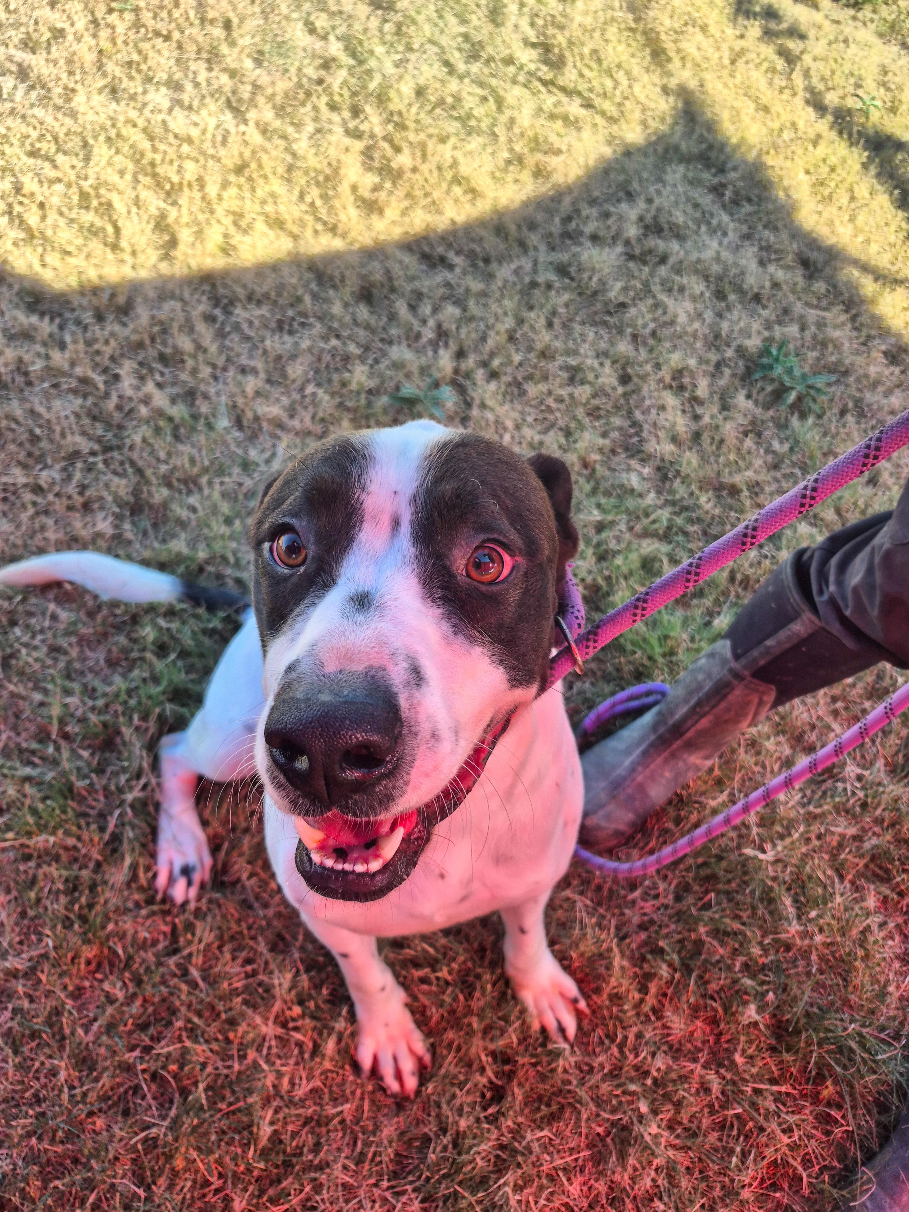 Balto — thumbnail 2