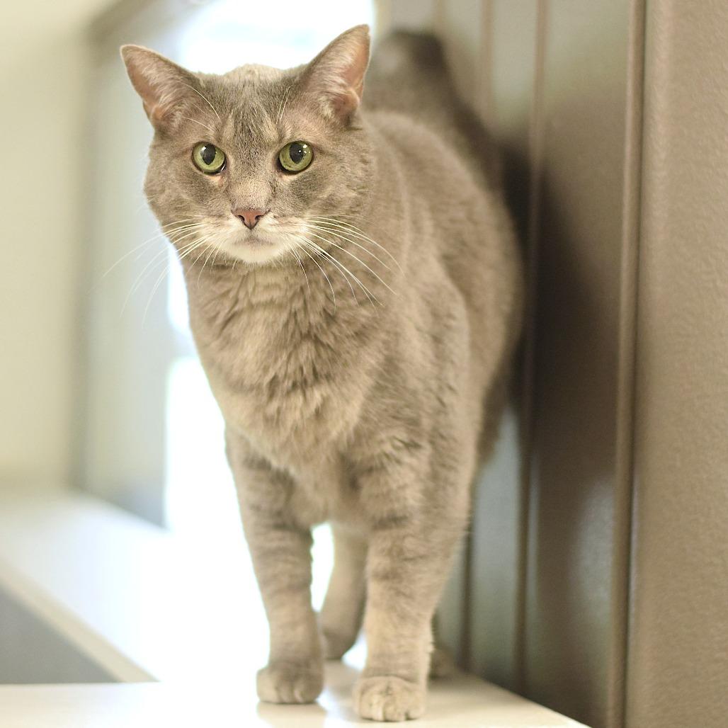 Enlarge Luna, a Adoptable Domestic Short Hair in Belleville, IL image 1/5